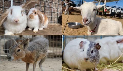 しろとり動物園がやってくる!カマタマ動物園