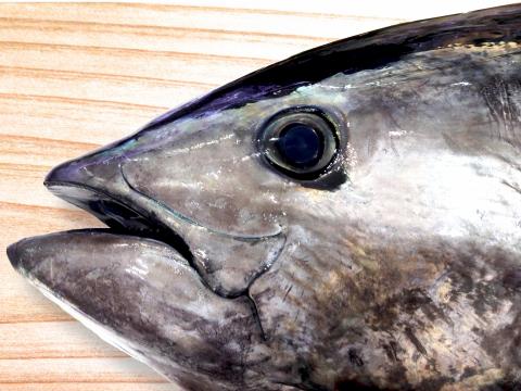巨大マグロ解体ショー!!広場&ハーフタイムマグロクイズ
