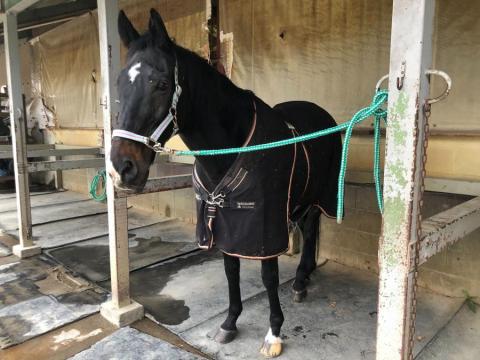 【カマタマ牧場】 乗馬体験!